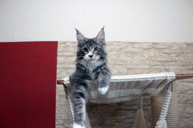 Maine Coon - mainská mývalia mačka - www.maine-coons.sk